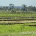 rice_ubud_h_0129_bal0945.jpg